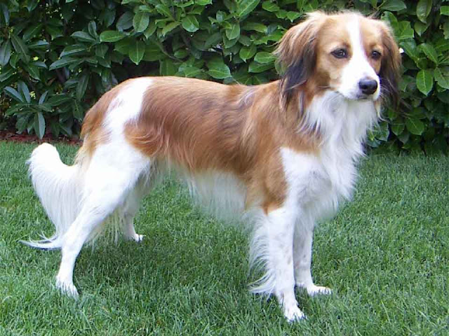 Kooikerhondje Karakter, Kooiker, Nederlandse Kooikerhondje, Nederlands Kooikerhondje, Kooikerhondje Puppy, Kooikerhondje, Kooikersweg Den Bosch, Small Dutch Waterfowl Dog, Sporting Dog Breeds, Working Dog Breeds