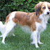 Kooikerhondje or Nederlands Kooikerhondje is a Sporting and Working Dog Breed