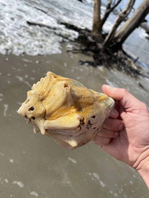 Me holding a beige color conch shell the size of both of my palms. The photo shows my hand holding the shell and the remnants of a wave that has just crested on the beach and is moving back out towards the ocean.