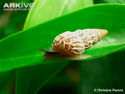 caracol terrestre de Galápagos Bulimulus reibischi