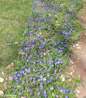 periwinkle, Vinca