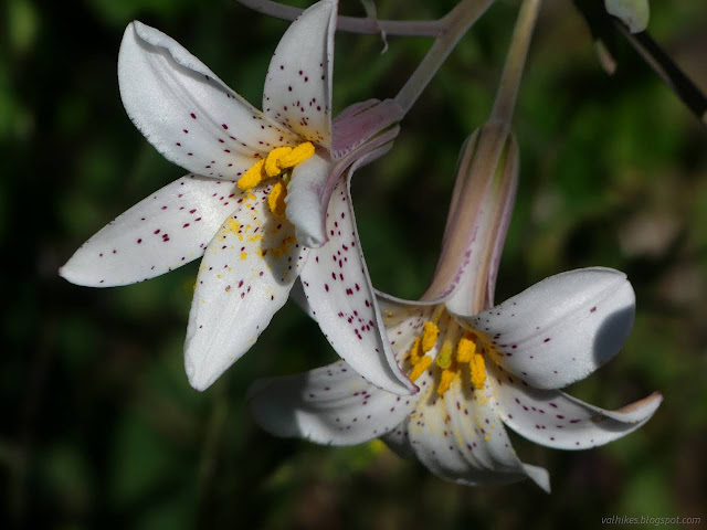 25: white flowers loaded with pollen