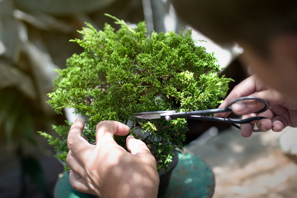 Bonsai Tools