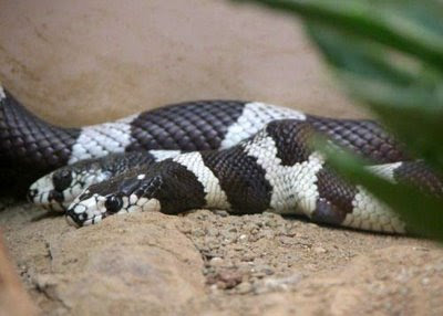 two headed snake4 Two Headed Snake   Amazing Nature