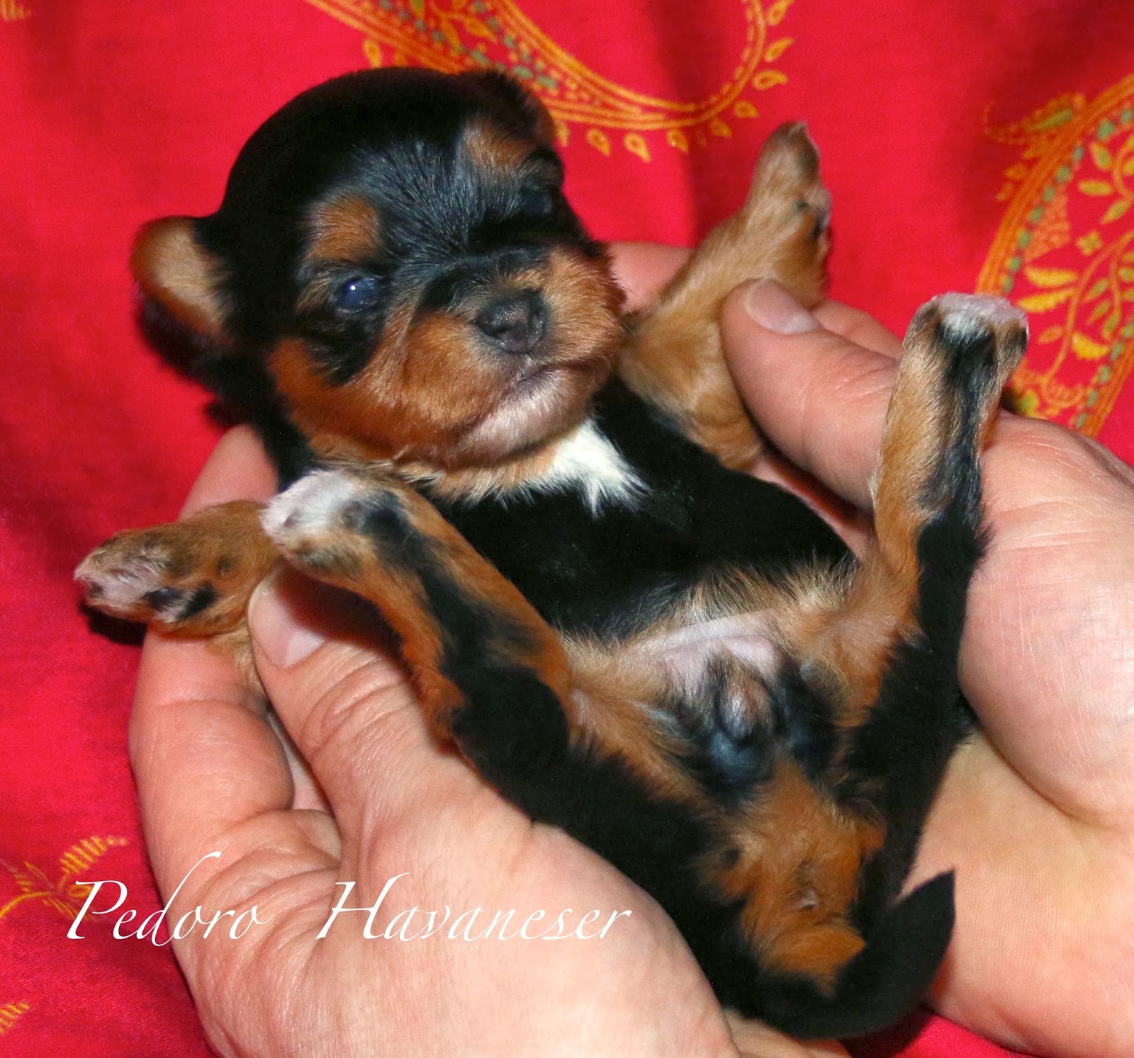 Havanese Welpe Hündin Farbe tricolor VDH Havaneser Welpen