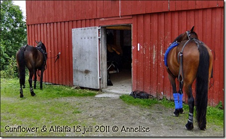 2011-alf18juli_01