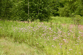 wild bergamot along gravel road