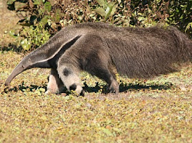 yurumi Myrmecophaga tridactila mamiferos Pilosa