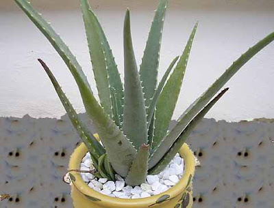 benefits of aloe vera