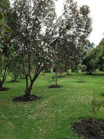 Árbol joven creciendo en un parque