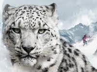 World Snow Leopard Day - 23 October.