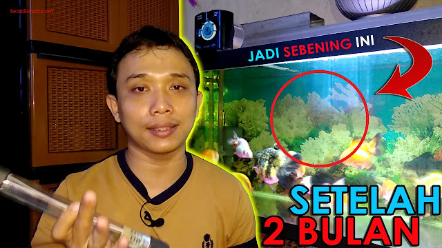 Review 1 Bulan Menggunakan Lampu Ultraviolet pada Aquarium Ikan Mas Koki: Baca Ini Dulu Sebelum Membelinya!