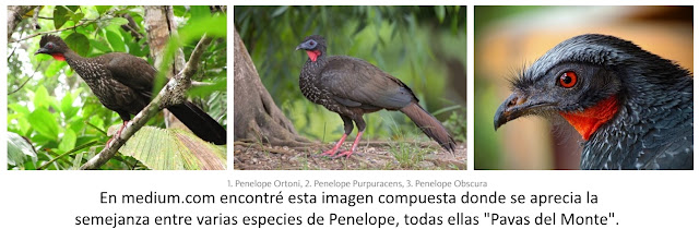 Avistaje de aves en Argentina, Salta. Birdwatching y fotografía de Juan Carlos Gorrini.