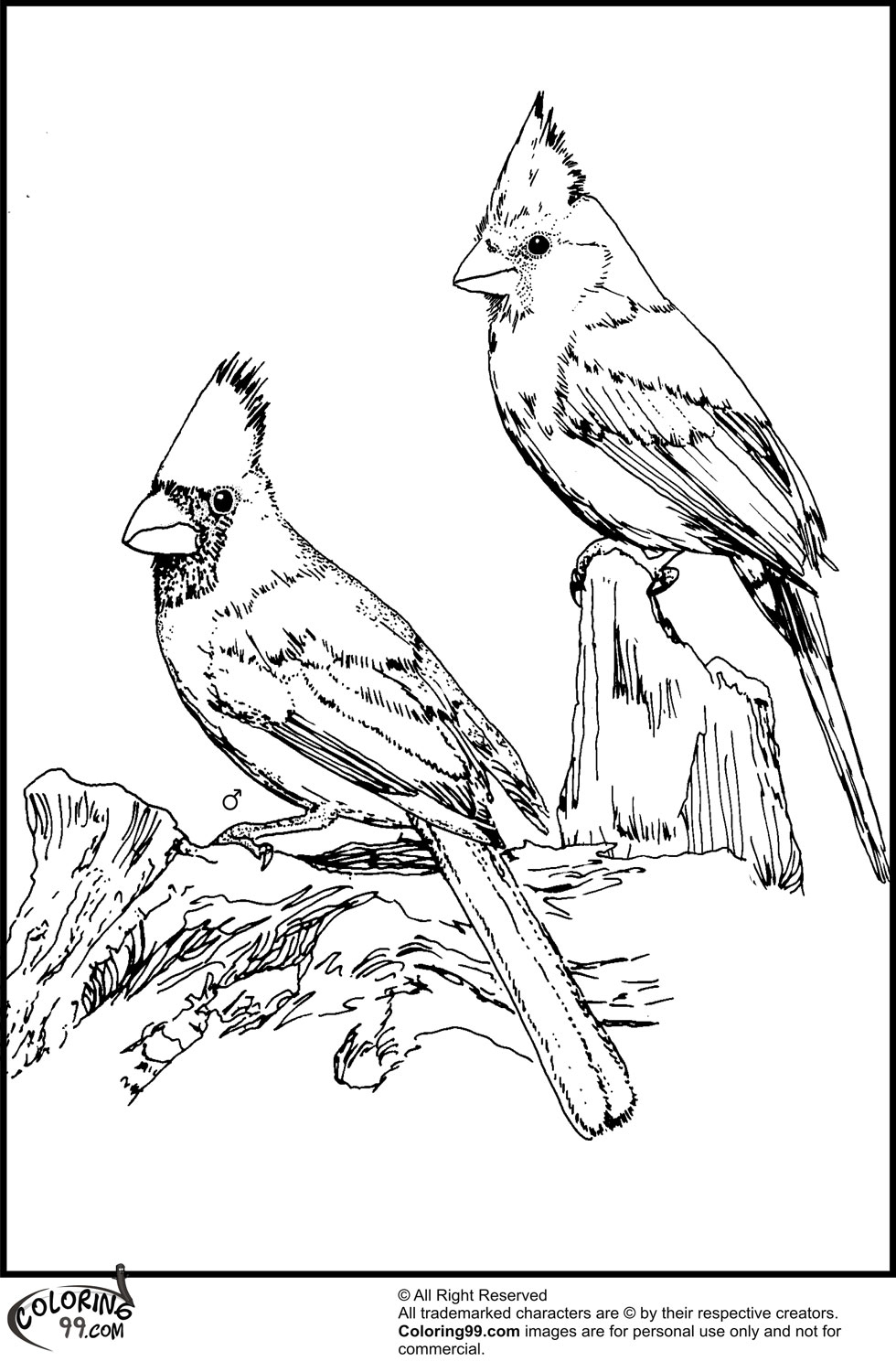 Download American Cardinal Coloring Pages | Team colors