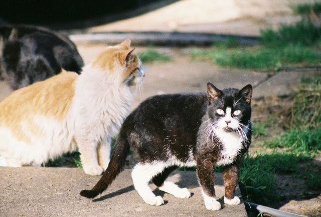 30 Best Photos Feral Cat Rescue Mn : Feral cat population keeps rescue busy | News | alliednews.com