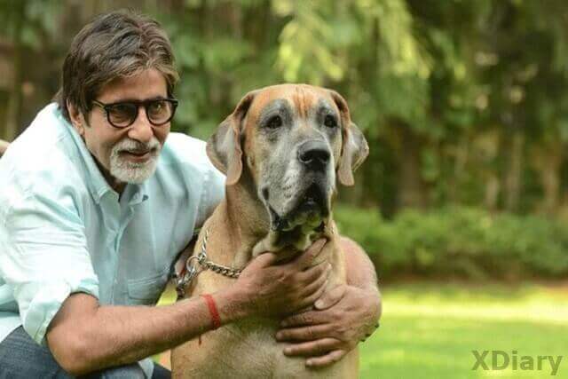 12 Most Expensive Dogs of Bollywood Actors