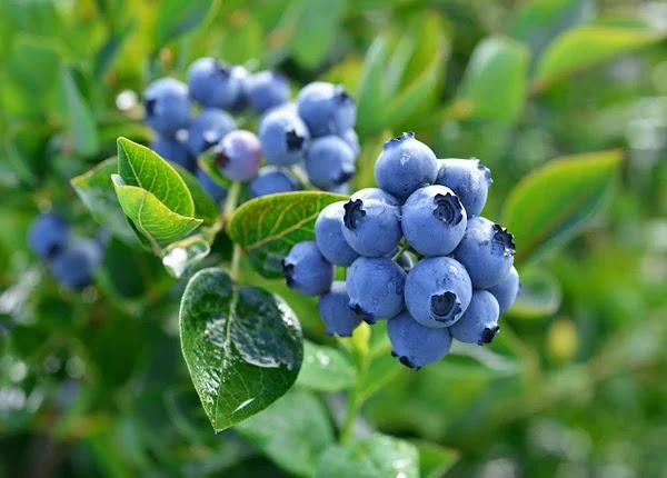 Kebaikan Oregon & Washington Blueberries