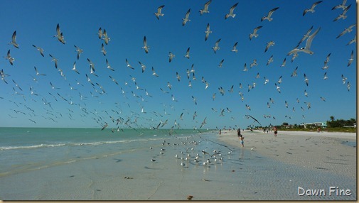 Sanibel Shell and birds_179