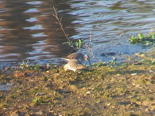 Dunlin