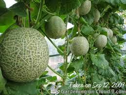 Budidaya Buah Melon