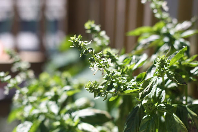 Basil Flowers