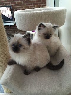 Gccf Ragdoll Kittens for sale 