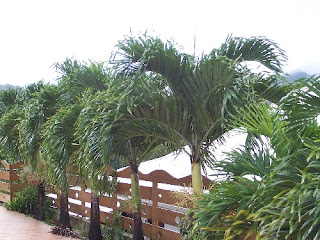   palmier nain, palmier nain cheveux, permixon, serenoa repens, chamaerops humilis, saw palmetto