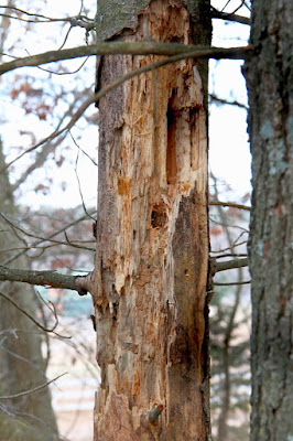 pileated woodpecker holes in pine tree