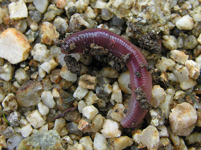 Clitellata