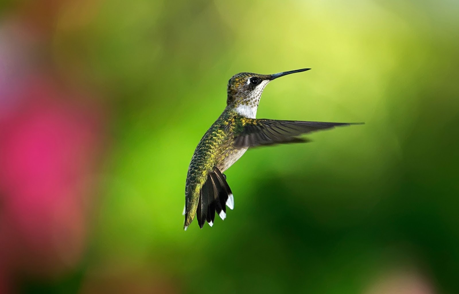 Hummingbird Hd Wallpapers Hd Wallpapers High Definition HD Wallpapers Download Free Images Wallpaper [wallpaper981.blogspot.com]