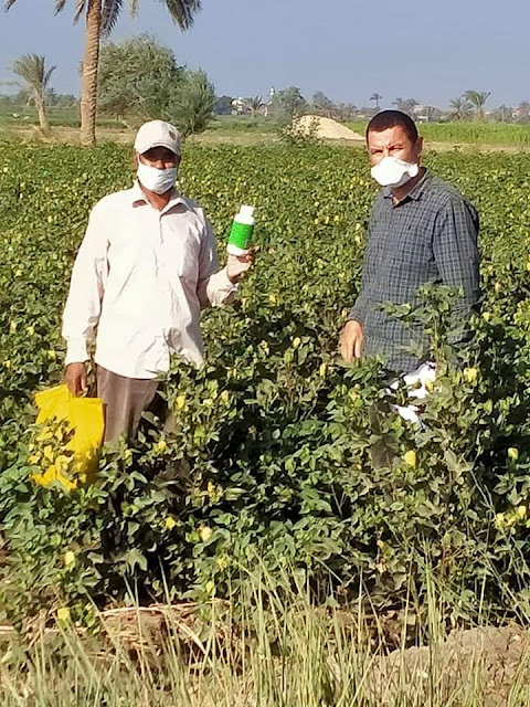 زراعة الفيوم تبدأ الرشة الثانية لمكافحة آفة لوزة القطن فى جميع المراكز.