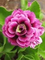 primula auricula аурикула примула