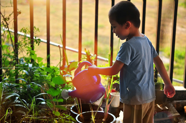 Small boy watering small plants in his garden