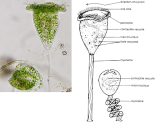 Ciliata (pengertian, Ciri-Ciri, Klasifikasi, dan Peranannya)