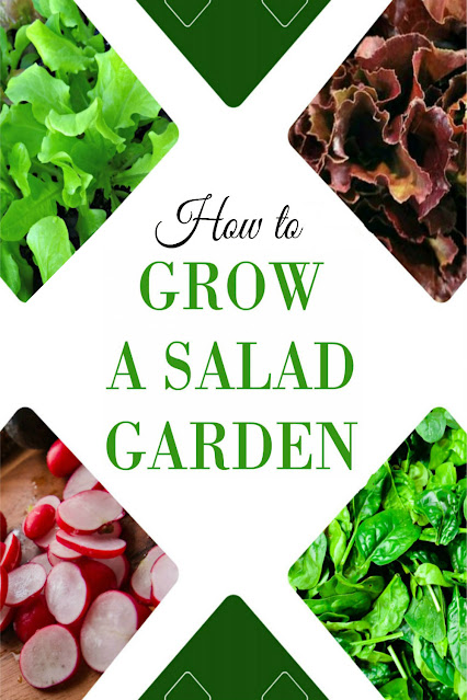 Text: "How to grow a salad garden", a collage with radishes, 2 kinds of lettuce and spinach.