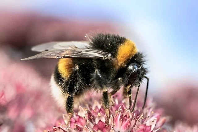 Encogimiento de las abejas debido al cambio climático: impacto del calentamiento global en la reducción de su tamaño y función de polinización