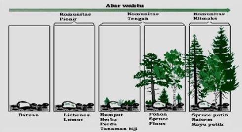 Gambar Suksesi primer - Sumber:  Modul guru pembelajar