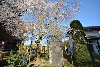 水戸市六地蔵寺の桜