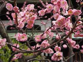 Plum blossoms at Hase Dera