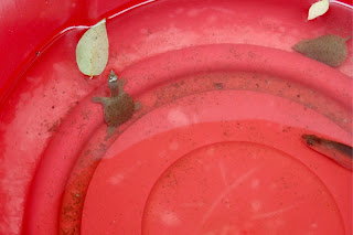 turtles in a bucket