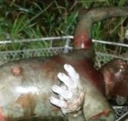 Hallan cuerpo de un hombre flotando en Catemaco Veracruz