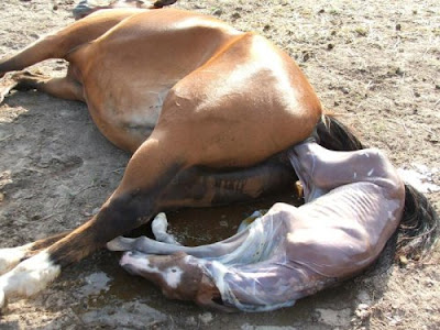 Birth Of Baby Horse