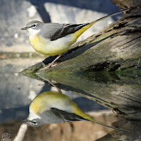 Lavandera cascadeña (Motacilla cinerea)