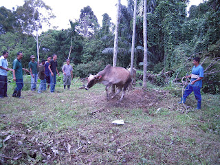 menumbang lembu