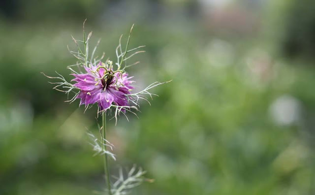 Love-in-a-Mist Flowers