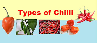 Chilli : Types of Chilli - Effect on Health
