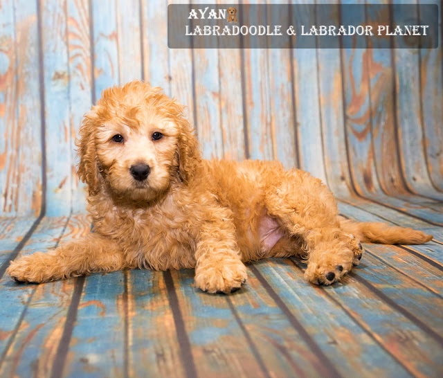 Mini Labradoodle puppies for Sale