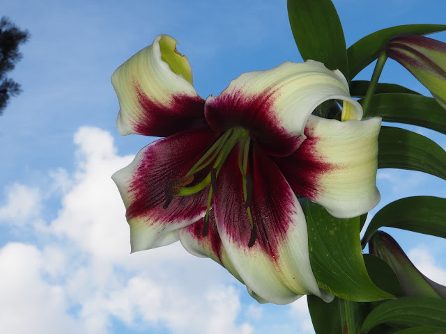 Лилия непальская (Lilium nepalense)