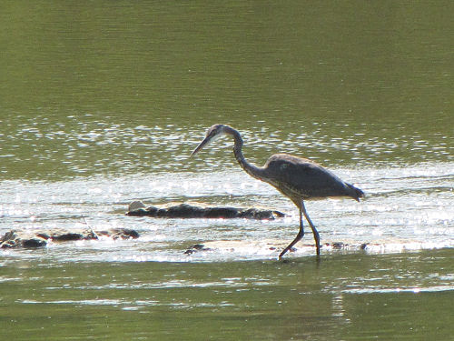 great blue heron