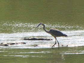 great blue heron